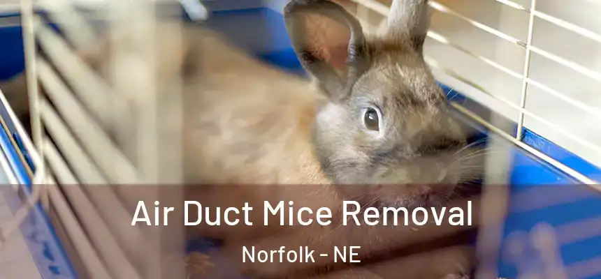 Air Duct Mice Removal Norfolk - NE